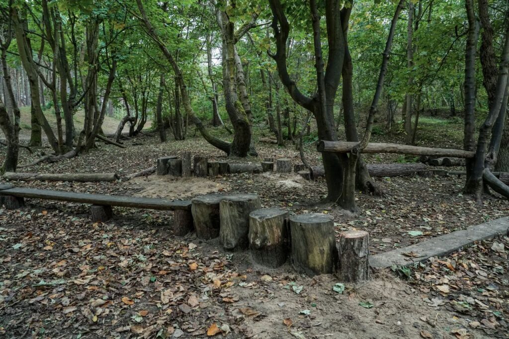 pexels photo 30413681 A serene forest scene with rustic wooden benches and stumps for seating.