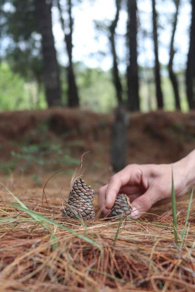 pexels photo 33077116 A serene scene of a hand arranging pine cones on a bed of pine needles in a lush forest.